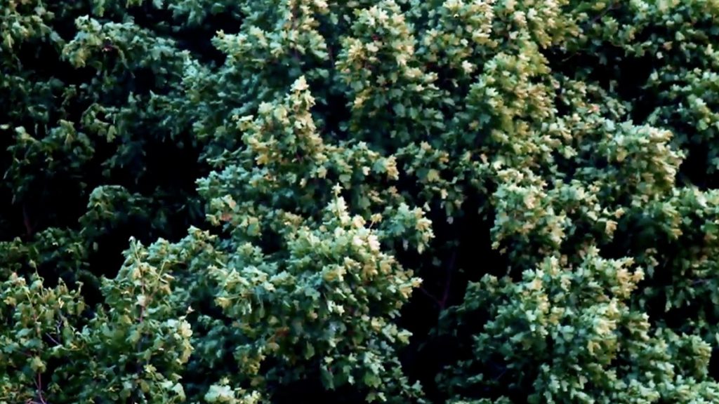 „Liście” (Leaves), 2013